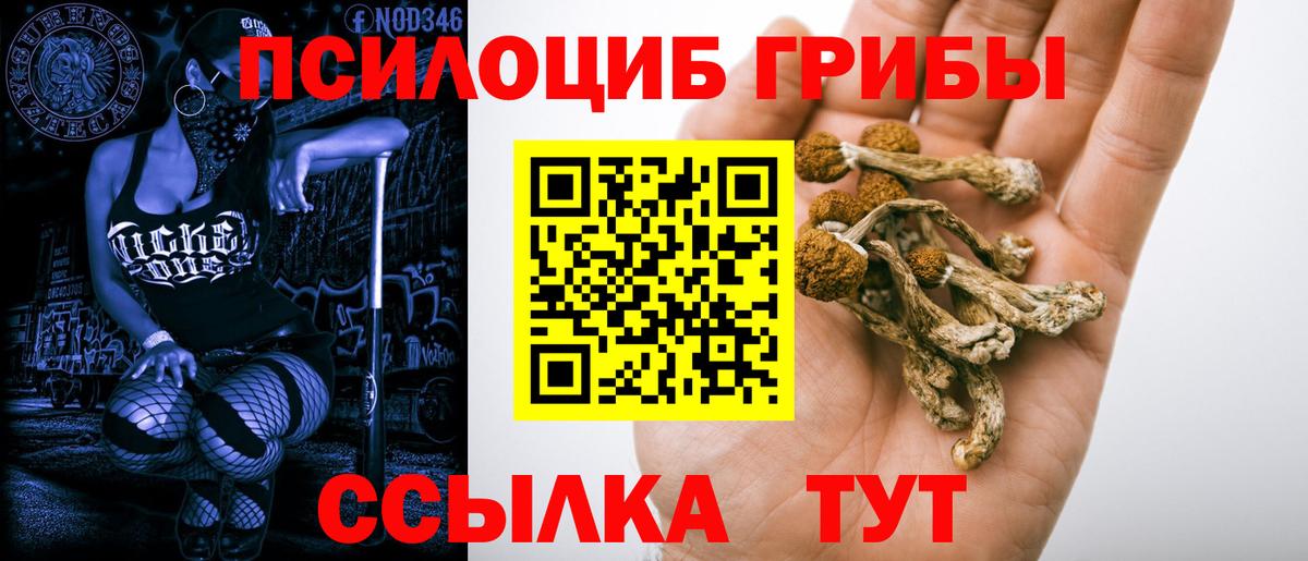 Псилоцибиновые грибы прущие грибы Тамбов